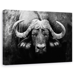 Tablou canvas - Privirea, Buffalo, Africa, Animale, Alb-Negru, Coarne, 80 x 120 cm