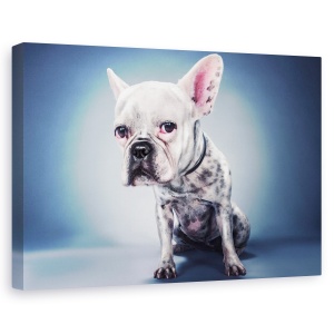 Tablou canvas - Proiectul Big Head, Caine, Pet, Roz, Animale, Urechi, 40 x 60 cm