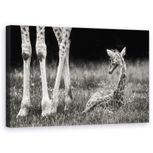 Tablou canvas - Protejat, Girafa, Copil, Cub, Dragut, Animal, 50 x 80 cm