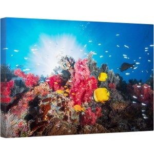 Tablou canvas - Recif, Sub Apa, Peste, Laguna, Coral, Mare, 80 x 120 cm
