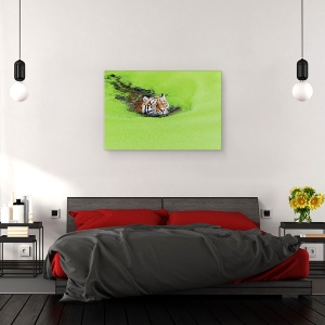 Tablou canvas - Relaxare, Tigru, Inot, Alge, Relaxare, Animal, Baie, 60 x 90 cm - Img 3