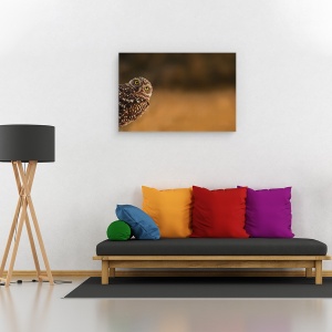 Tablou canvas - Salut, Bufnita, Dragut, Animal, Pasare, Florida, 40 x 60 cm - Img 2