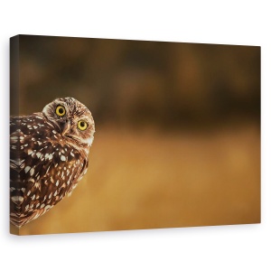 Tablou canvas - Salut, Bufnita, Dragut, Animal, Pasare, Florida, 80 x 120 cm
