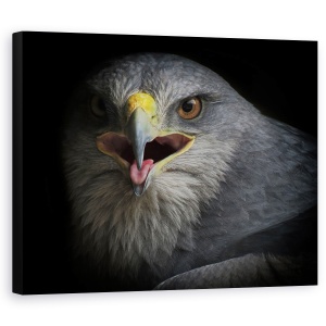 Tablou Canvas - Strigat De Razboi, Natura, Pasare, Vultur, Ochi, Agape, Cioc, 40 x 50 cm