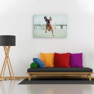 Tablou canvas - Sus, Pana La Cer, Peisaj, Caini, Animale, Plaja, 40 x 60 cm - Img 2