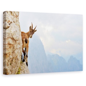 Tablou canvas - Suspans, Ibex, Munte, Italia, Capra, 40 x 60 cm