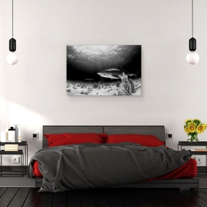 Tablou canvas - Tigrul Negru, Sub Apa, Rechin, Alb-Negru, Lumina, 60 x 90 cm - Img 3