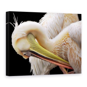 Tablou canvas - Toaleta, Pelican, Pasare, Natura, Animal, Cioc, 60 x 80 cm