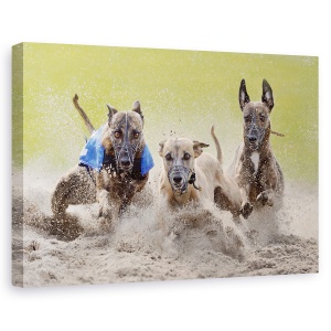 Tablou canvas - Trio Castigator, Antrenare, Ogar, Cursa, Caine, 60 x 90 cm