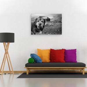 Tablou canvas - Turma Gasca Mea, Stare De Spirit, Caine, Animal, Alb-Negru, 60 x 90 cm - Img 2