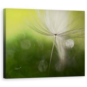 Tablou canvas - Umbre In Verde, Macro, Verde, Seminte, Moale, 60 x 75 cm