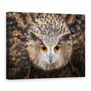 Tablou canvas - Umfla, Bufnita Vultur, Ochi, Salbatic, Natura, 75 x 100 cm