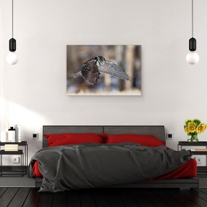 Tablou canvas - Vanatoarea De Bufnite De Nord, Zapada, Iarna, Vanatoare, Canada, 80 x 120 cm - Img 3