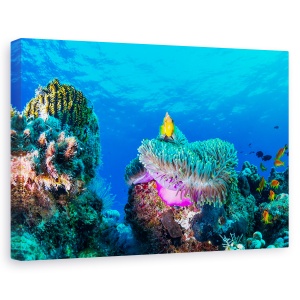 Tablou canvas - Viata Maritima, Sub Apa, Pestele Clovn, Anemone, Recif, 60 x 90 cm