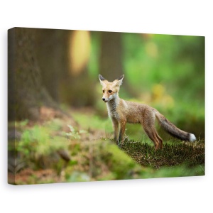 Tablou canvas - Vulpe Rosie, Dragut, Copil, Coada, 40 x 60 cm