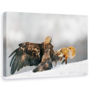 Tablou canvas - Vulturul De Aur Si Vulpea Rosie, Natura, Salbatic, 60 x 90 cm