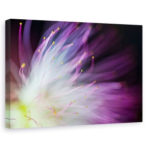 Tablou canvas - Will-o-the-Wisp, Flori, Petale, Abstract, 40 x 60 cm