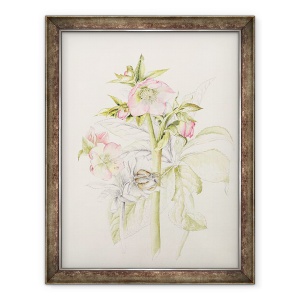 Tablou inramat - Alison Cooper - Hellebores, 60 x 80 cm