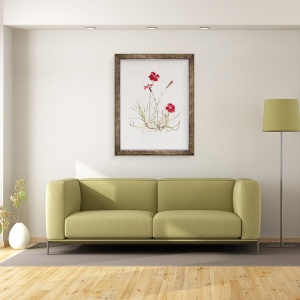 Tablou inramat - Alison Cooper - Mantaua lui Dianthus Cezar, 60 x 80 cm - Img 2