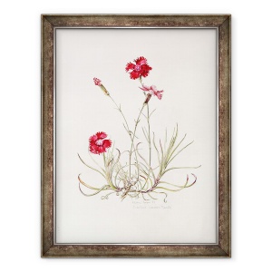 Tablou inramat - Alison Cooper - Mantaua lui Dianthus Cezar, 70 x 90 cm
