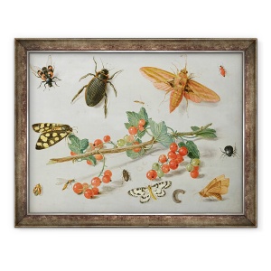 Tablou inramat - Jan van Kessel the Elder - O crenguta de coacaze rosii cu o molie de soim elefant, o molie cotofana si alte insecte, 60 x 80 cm