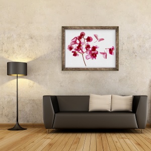 Tablou inramat - Julia McLemore - Begonia roz I, 70 x 90 cm - Img 2