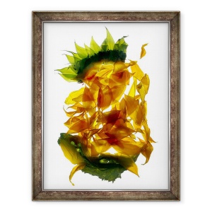 Tablou inramat - Julia McLemore - Floarea-soarelui Chiquita, 70 x 90 cm