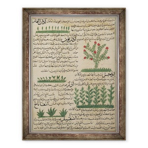 Tablou inramat - Scoala Islamica - Dna E-7 Fol. 142b Plante botanice, 60 x 80 cm