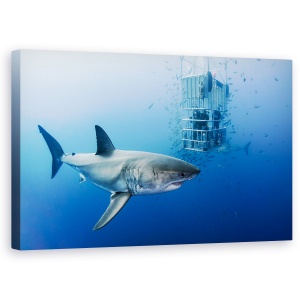 Tablou canvas - Animale In Cusca, Rechin, Peste, Sub Apa, 50 x 80 cm