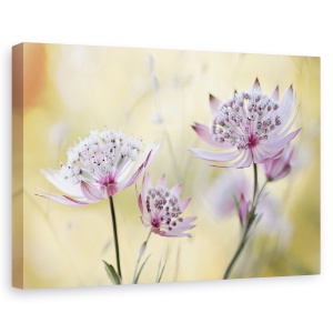 Tablou canvas - Astrantia Major, Floare, Flora, Floral, Roz, Macro, 60 x 90 cm