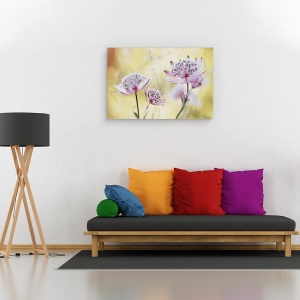 Tablou canvas - Astrantia Major, Floare, Flora, Floral, Roz, Macro, 60 x 90 cm - Img 2