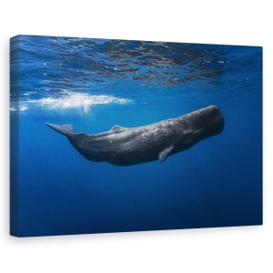 Tablou canvas - Balena, Balena, Sub Apa, Cachalot, Mauritius, Mare, 40 x 60 cm