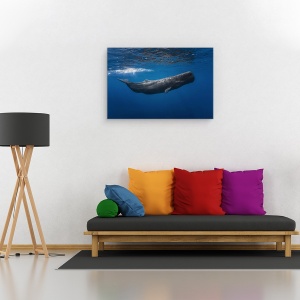 Tablou canvas - Balena, Balena, Sub Apa, Cachalot, Mauritius, Mare, 60 x 90 cm - Img 2