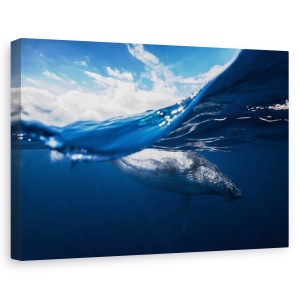 Tablou canvas - Balena Cu Cocoasa Si Cerul, Sub Apa, Cetace, 40 x 60 cm