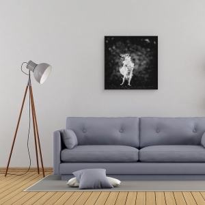 Tablou canvas - Bucurie, Alb-Negru, Caine, Sari, Zbor, Nebun, 60 x 60 cm - Img 2