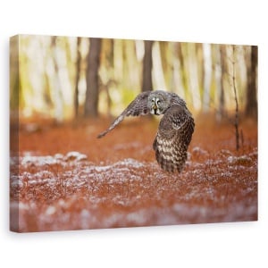 Tablou canvas - Bufnita Gri, Pasare, 60 x 90 cm