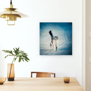 Tablou canvas - Bufnita Mica, Pisica, Thasos, Pet, Dragut, Animal, 60 x 60 cm - Img 4