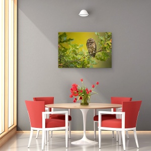 Tablou canvas - Bufnita, Pasare, Salbatic, Salbatic, 40 x 60 cm - Img 4