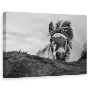 Tablou canvas - Buna, Islanda, Animale, Cai, Fata, Furtun, 60 x 90 cm