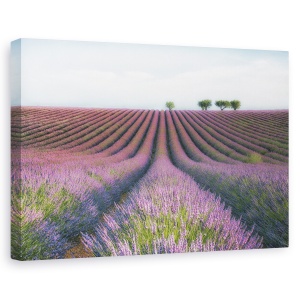 Tablou canvas - Catifea mov/Lavanda catifelata, Peisaj, Flori, Camp, Violet, 80 x 120 cm