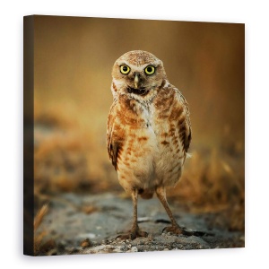 Tablou canvas - Ce Mai Faci?, Salbatic, Salbatic, Natura, Pasare, Bufnita, 60 x 60 cm