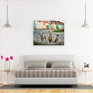 Tablou canvas - Cei Trei Muschetari, Animale De Companie, Caini, Case, Cladiri, 60 x 75 cm - Img 3