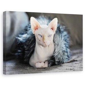 Tablou canvas - Cleo, Pisica, Animal, Pet, Suparat, Furie, 60 x 90 cm