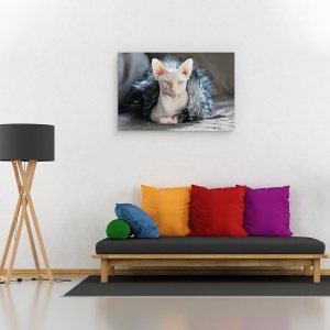 Tablou canvas - Cleo, Pisica, Animal, Pet, Suparat, Furie, 60 x 90 cm - Img 2