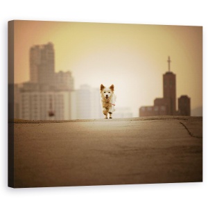 Tablou canvas - Cu Tine, Fuga, Strada, Caine, Pet, Dragut, 60 x 75 cm