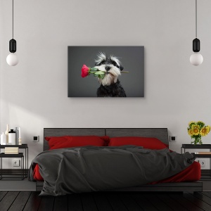 Tablou canvas - Dansatoare de tango, Animal, Miniatura, Schnauzer, Trandafir, 60 x 90 cm - Img 3