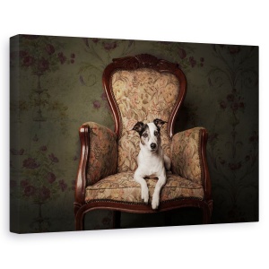 Tablou canvas - Doamna Molly, Caini, Caine, Studio, Animal, 80 x 120 cm