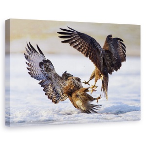 Tablou canvas - Duel, Natura, Pasare, Salbatic, Lupta, 60 x 90 cm