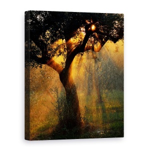 Tablou canvas - Dus Usor, Maslin, Copac, Apa, Irigare, Apus De Soare, 50 x 70 cm