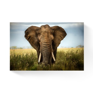 Tablou Canvas - Elefant, Animal, 80 x 120 cm